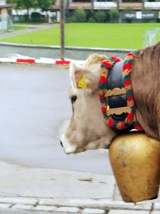  Leitkuh beim Almabtrieb